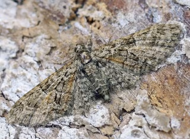 Eupithecia abbreviata