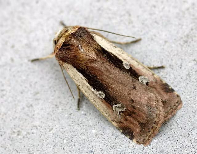 Ochropleura plecta