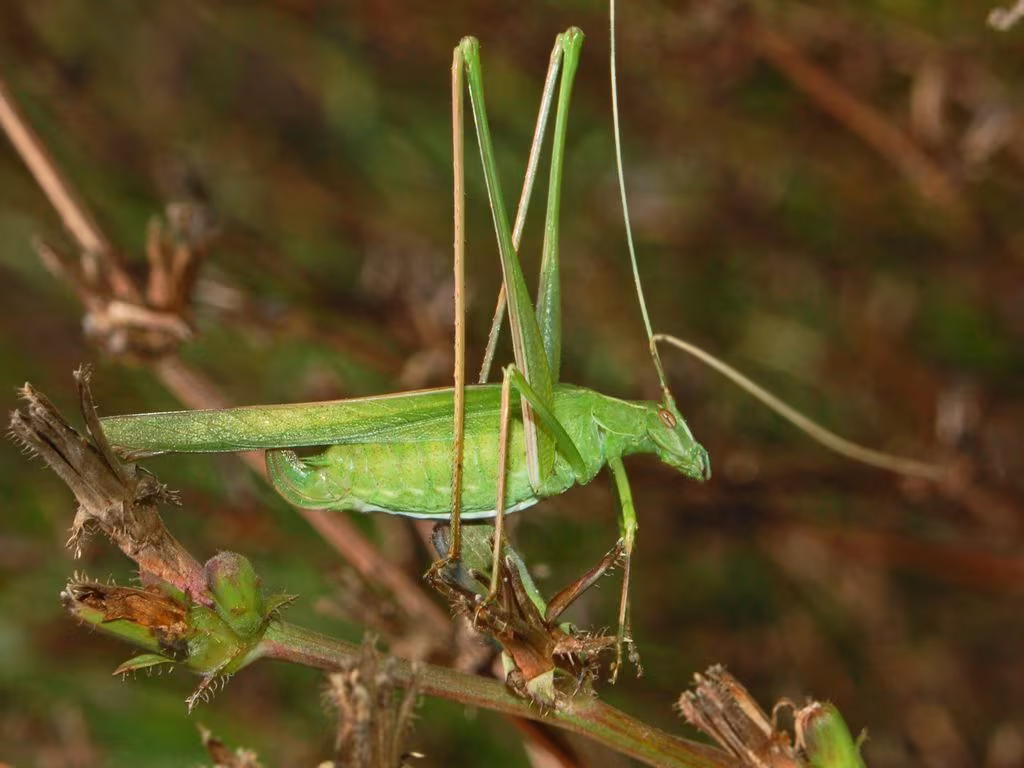 Lily Bush-cricket