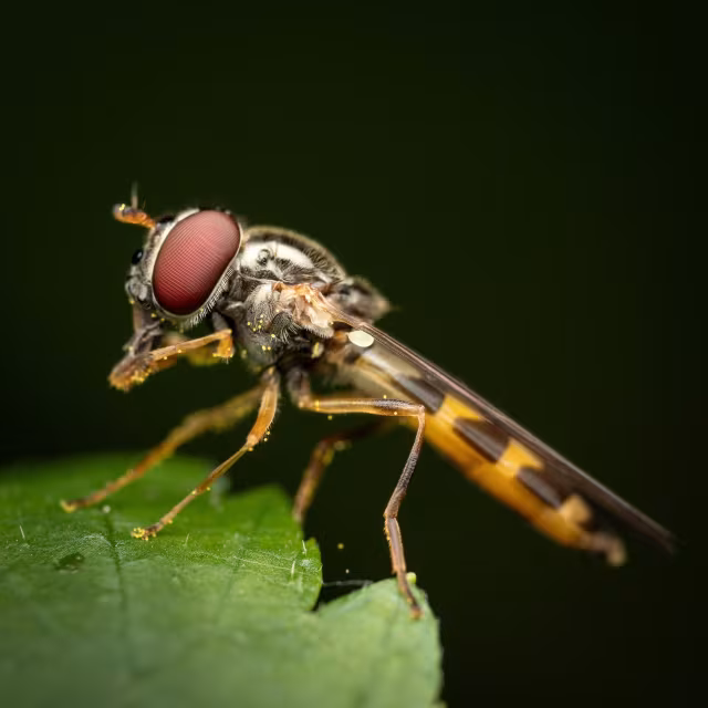 Melanostoma mellinum