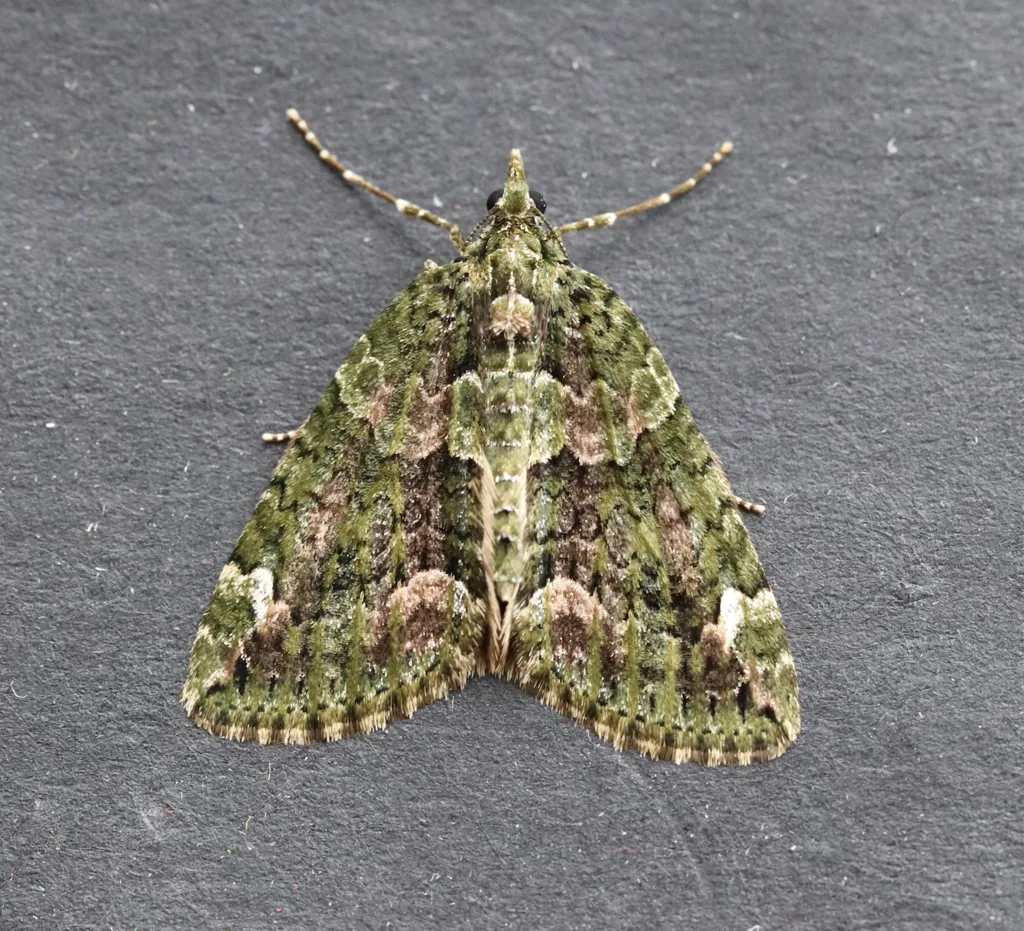Red-green Carpet