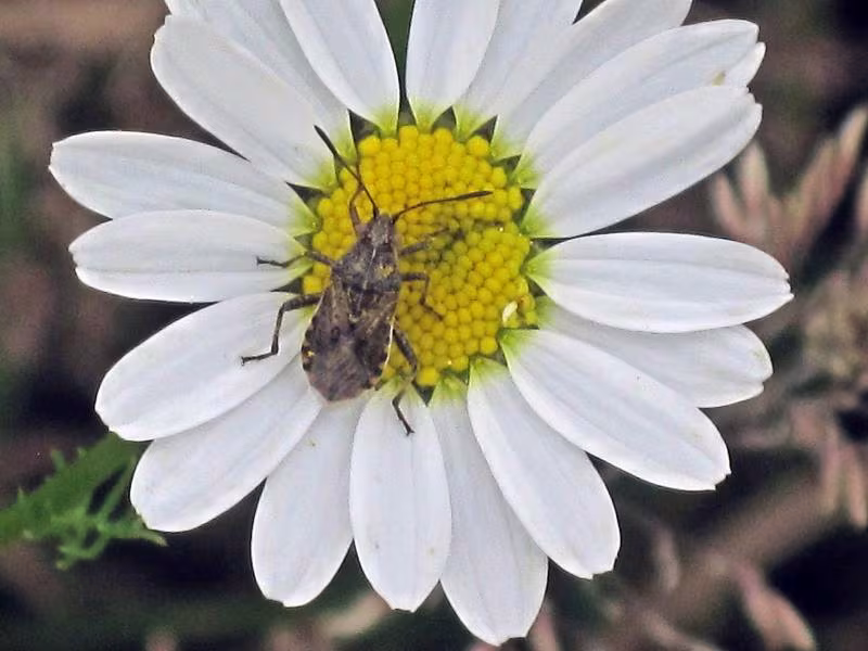Stictopleurus punctatonervosus