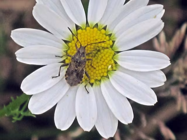 Stictopleurus punctatonervosus
