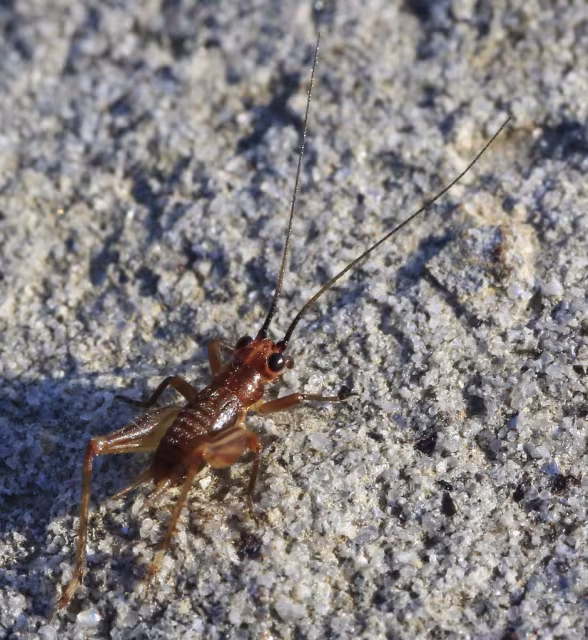 Trigonidium cicindeloides