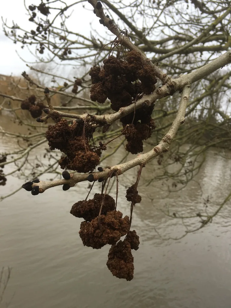 Ash Key Gall Mite