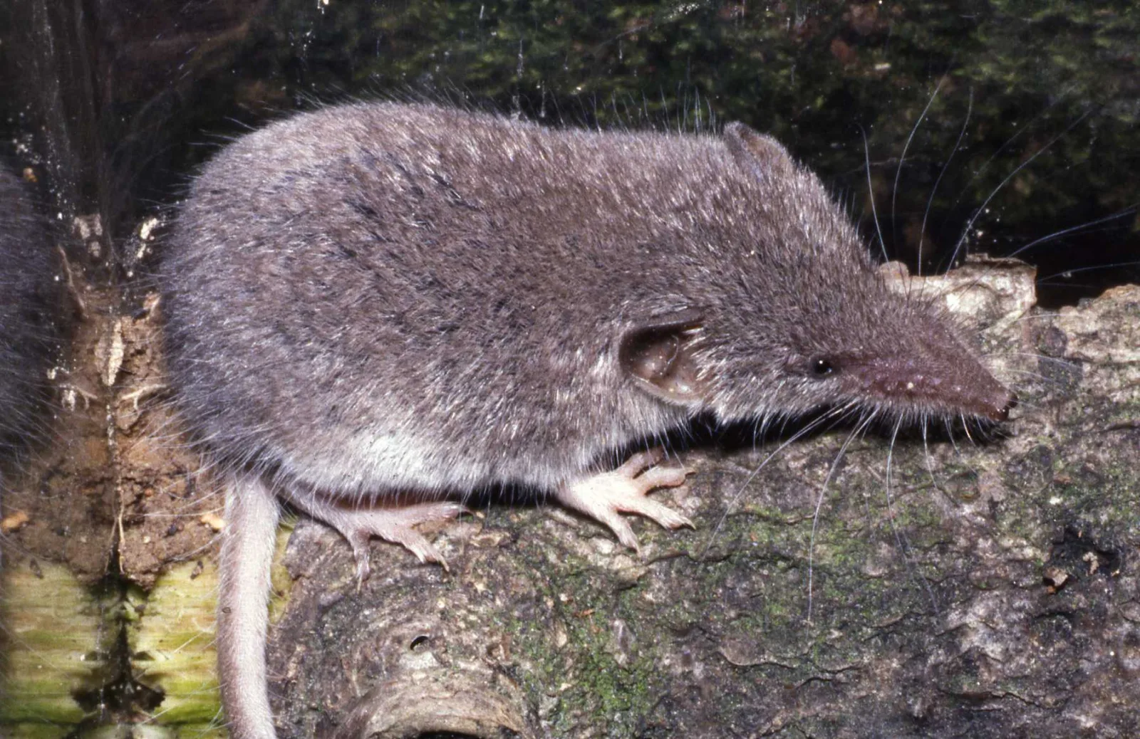 Lesser White-toothed Shrew