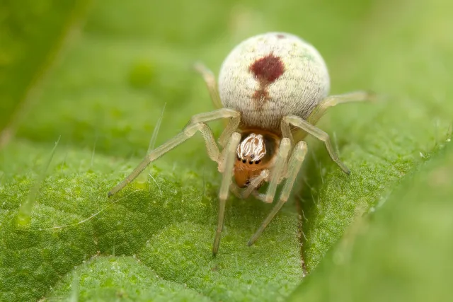 Nigma puella
