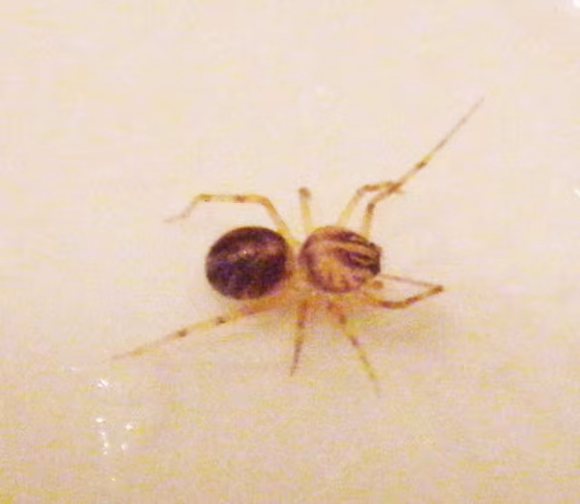 Scytodes velutina