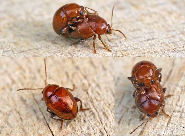 Sphaeroderma rubidum