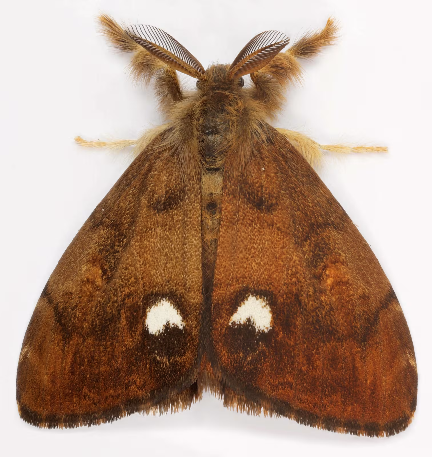 Orgyia antiqua