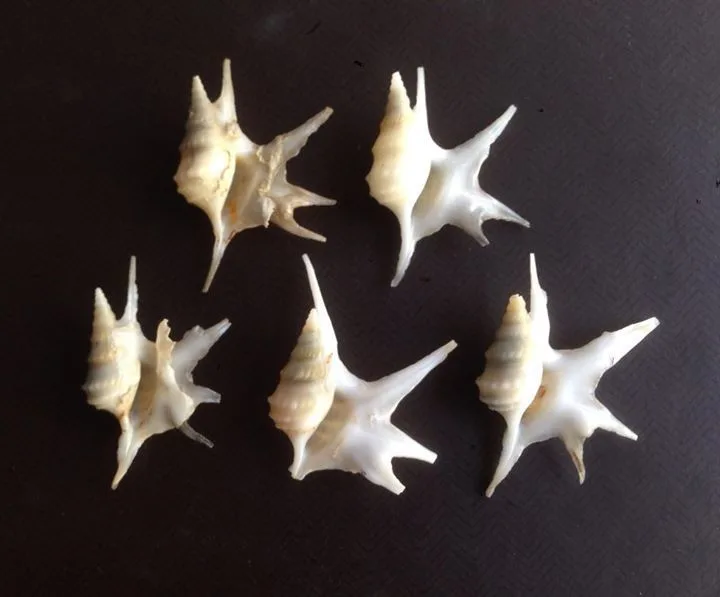 Cormorant's-foot Shell