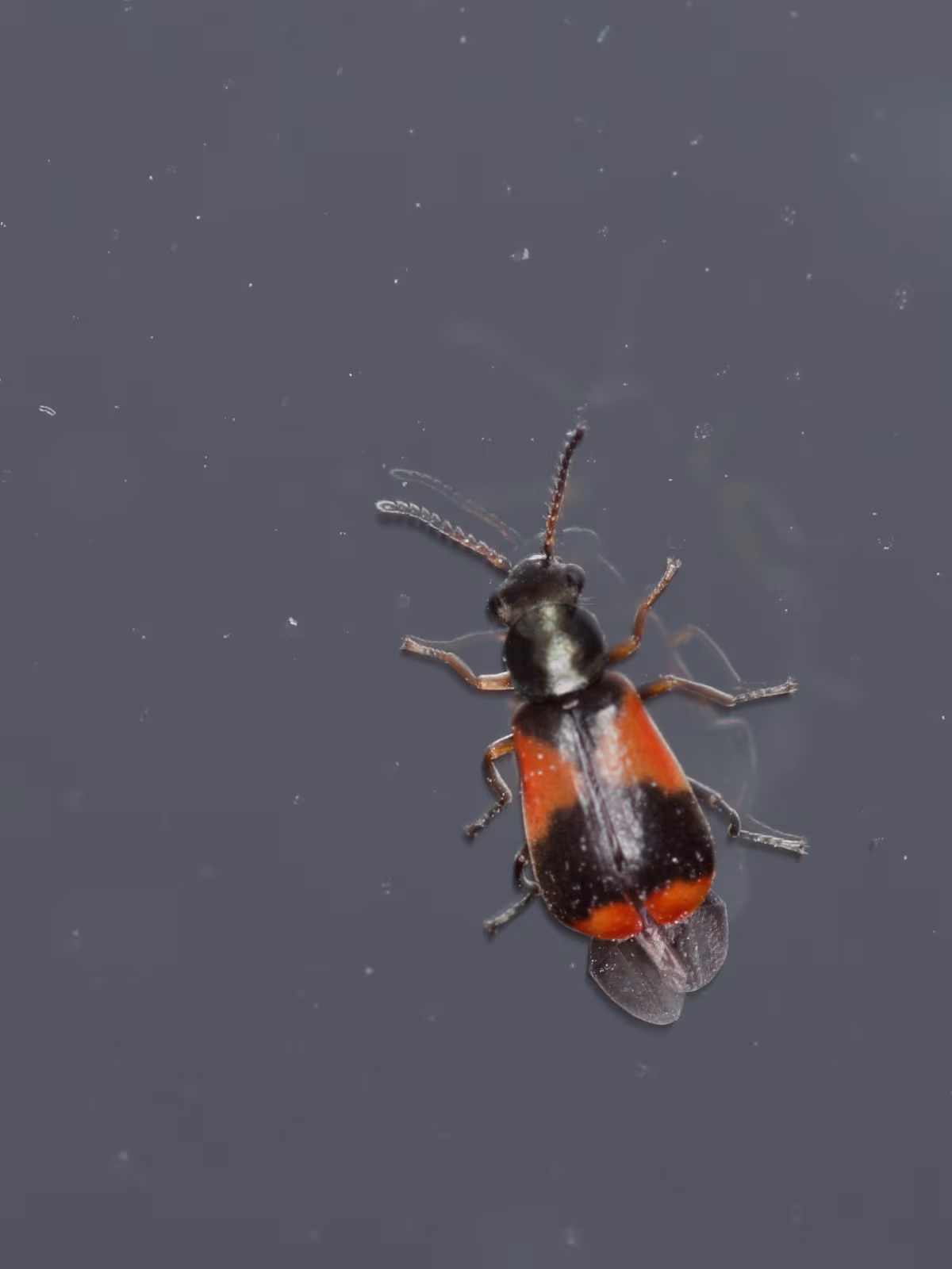 Anthocomus equestris
