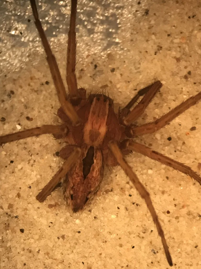 Thanatus coloradensis