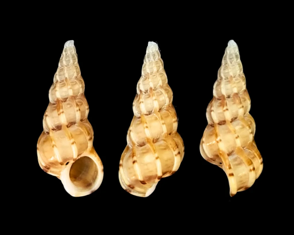 Scalaria comune