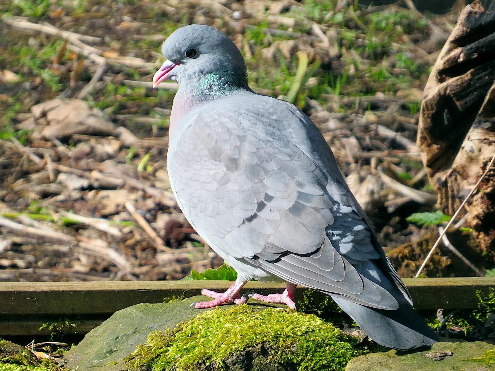 Colombella