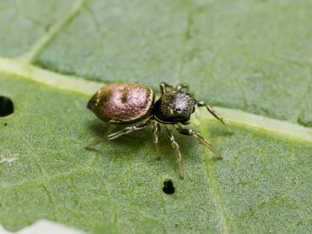 Heliophanus auratus