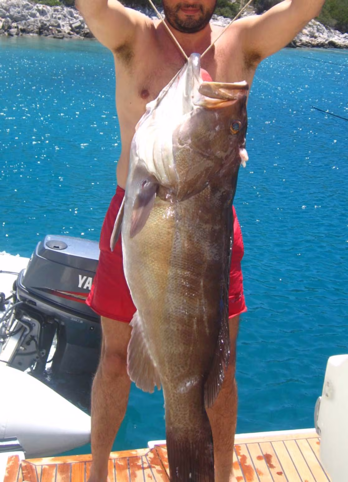 Cernia bianca