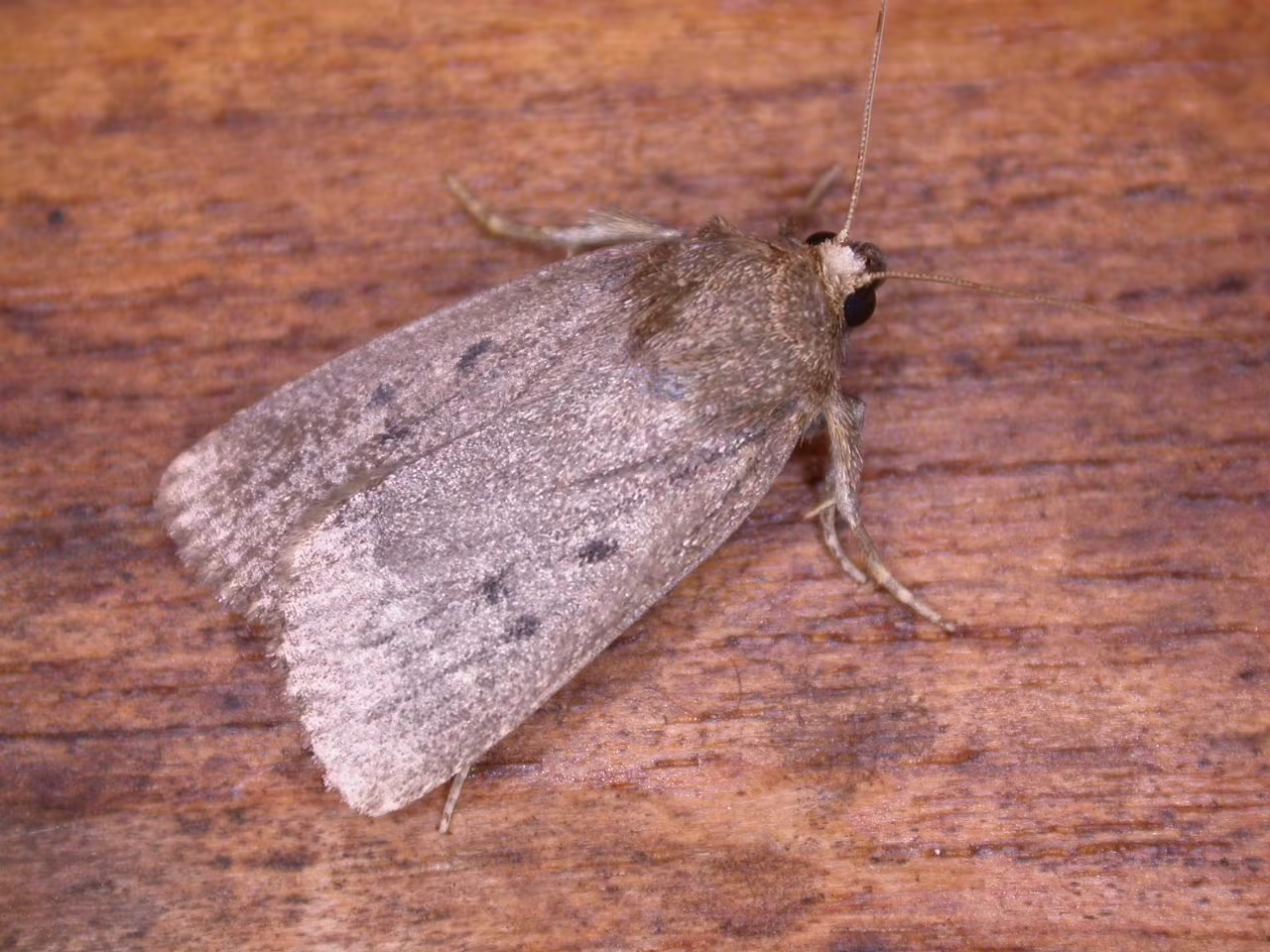 Mouse Moth