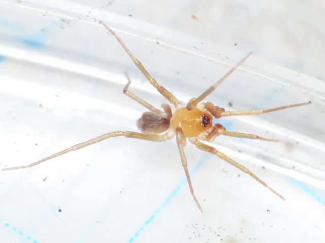 Zodarion pusio