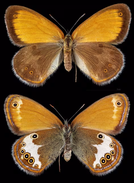 Cenoninfa scura