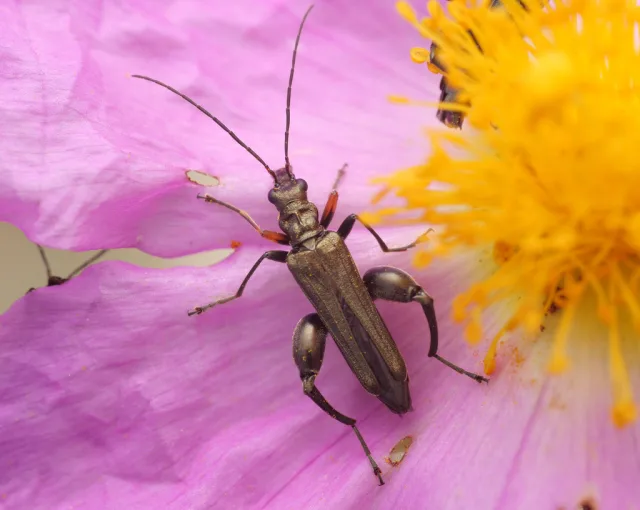 Oedemera flavipes