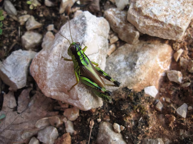 Cavalletta ali lunghe di montagna
