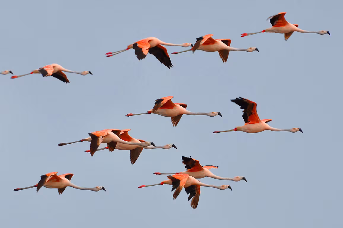 Chilean Flamingo