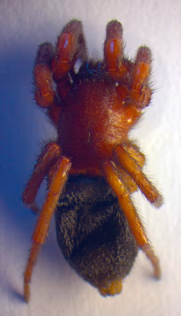 Scotophaeus scutulatus