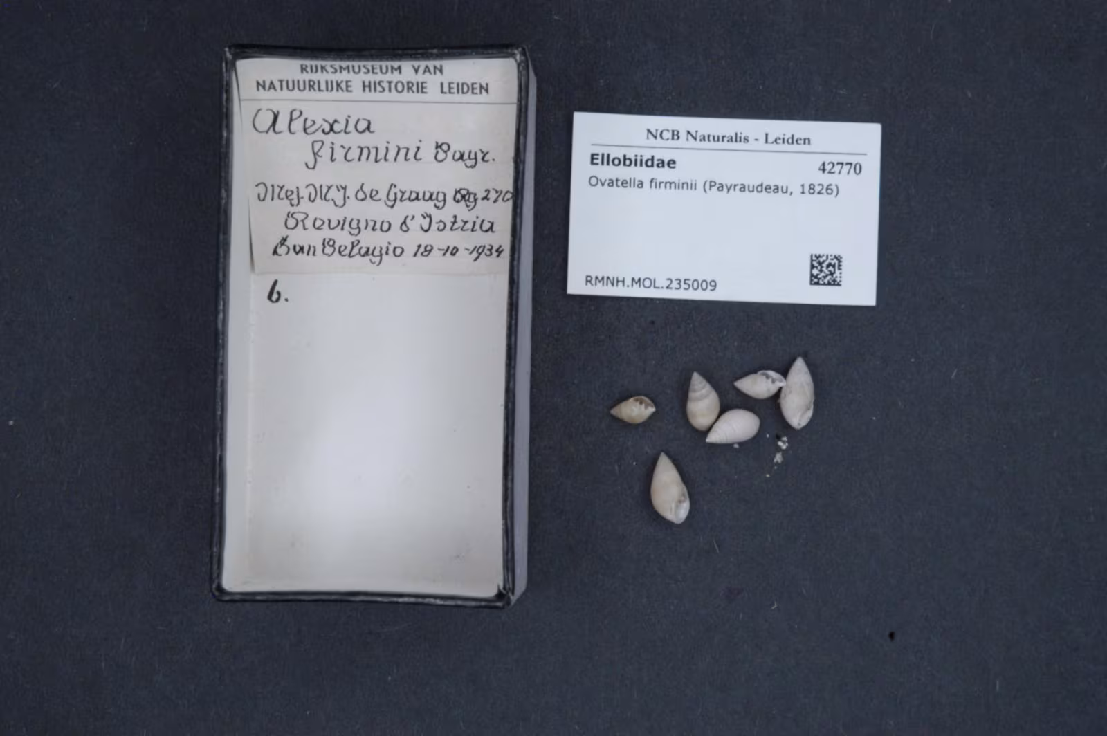 Ovatella firminii
