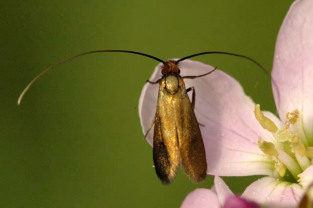 Nemophora metallica