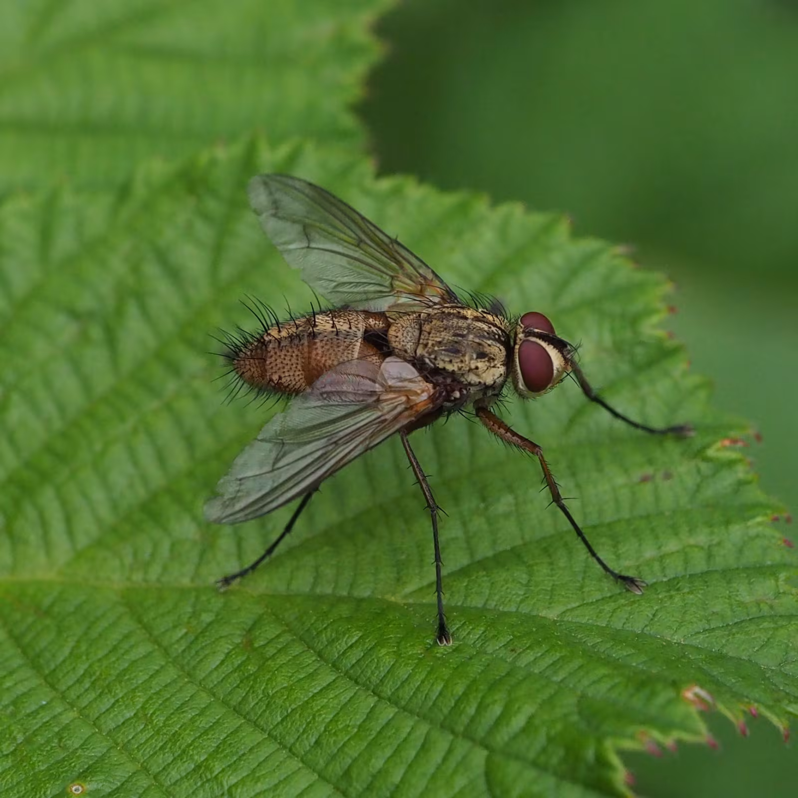Dexia rustica