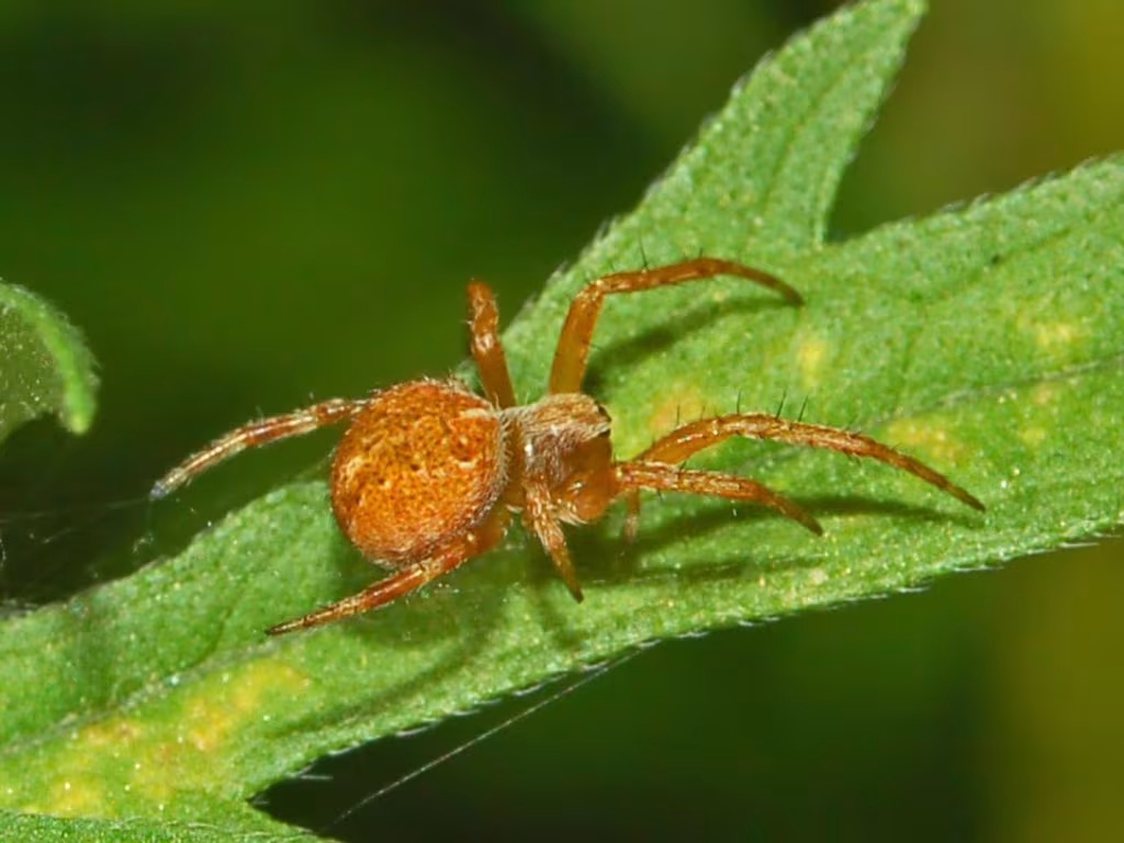 Gorse Orbweaver