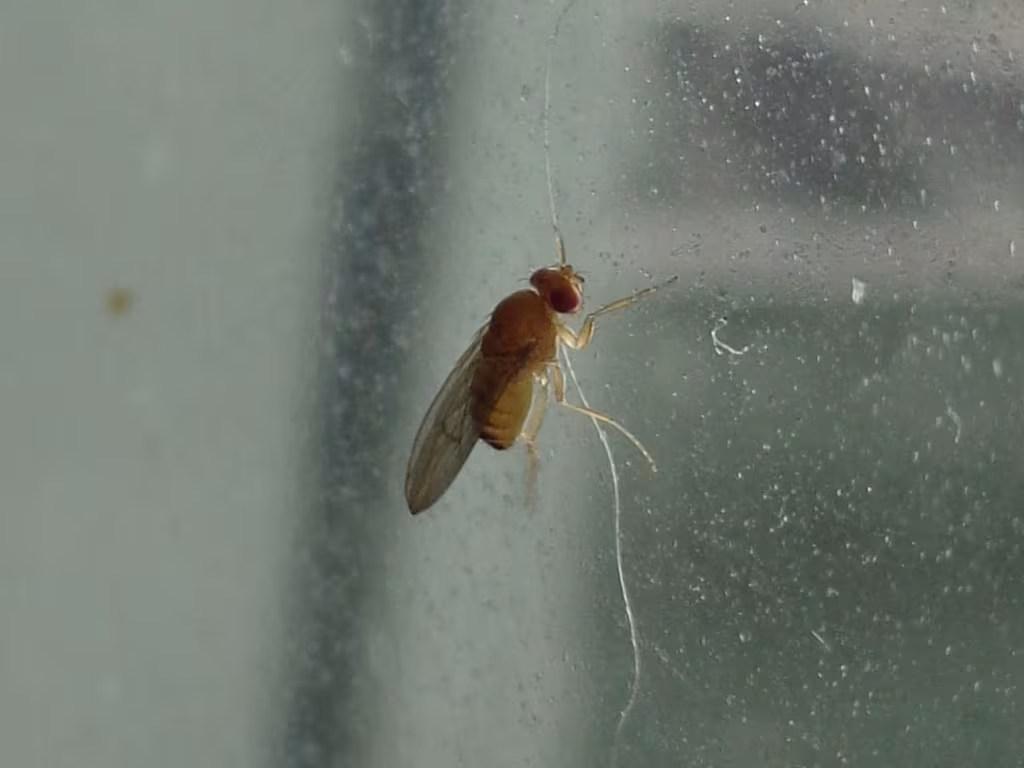 Immigrant fruit fly