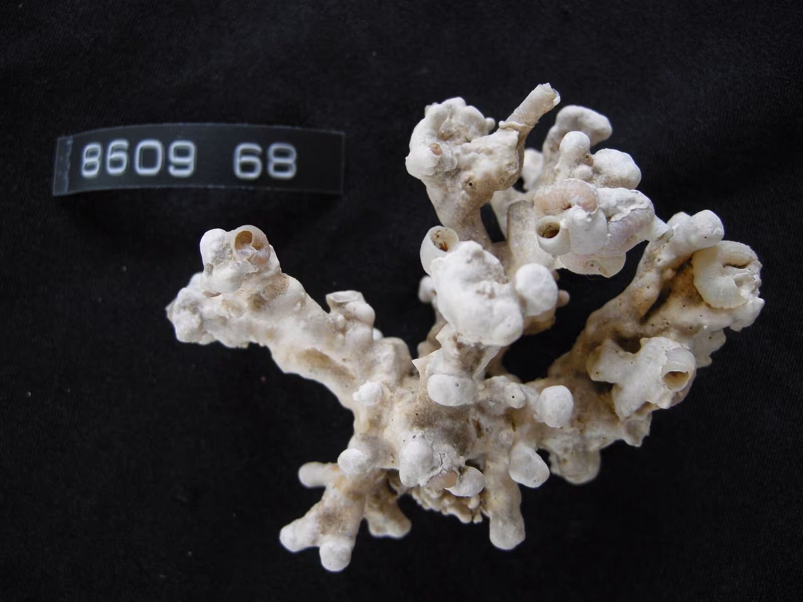 Vermetus granulatus