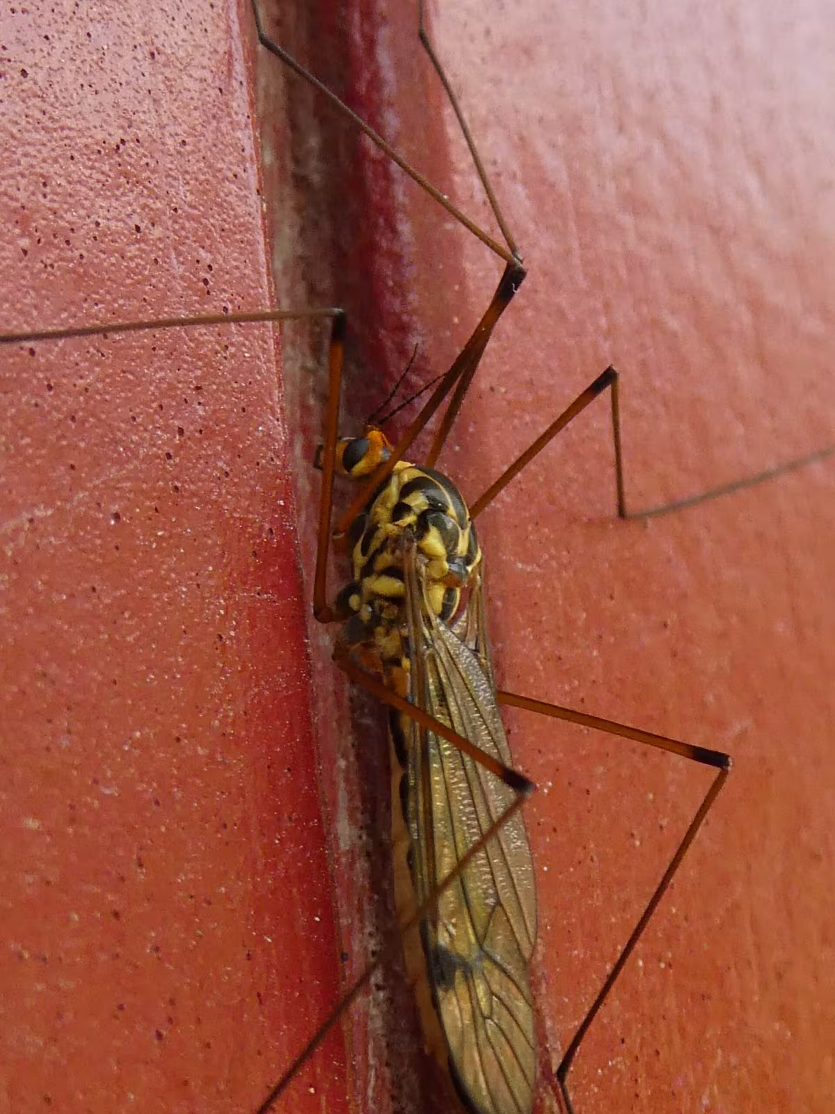 Nephrotoma scalaris