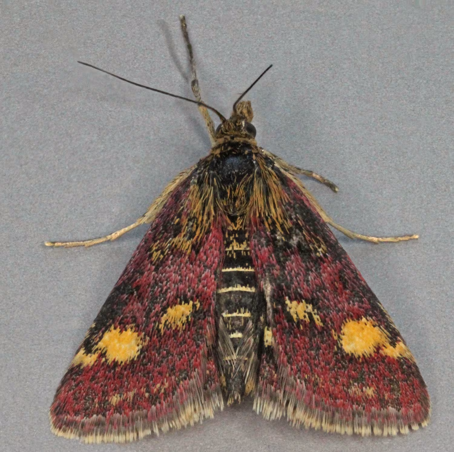 Scarce Purple and Gold
