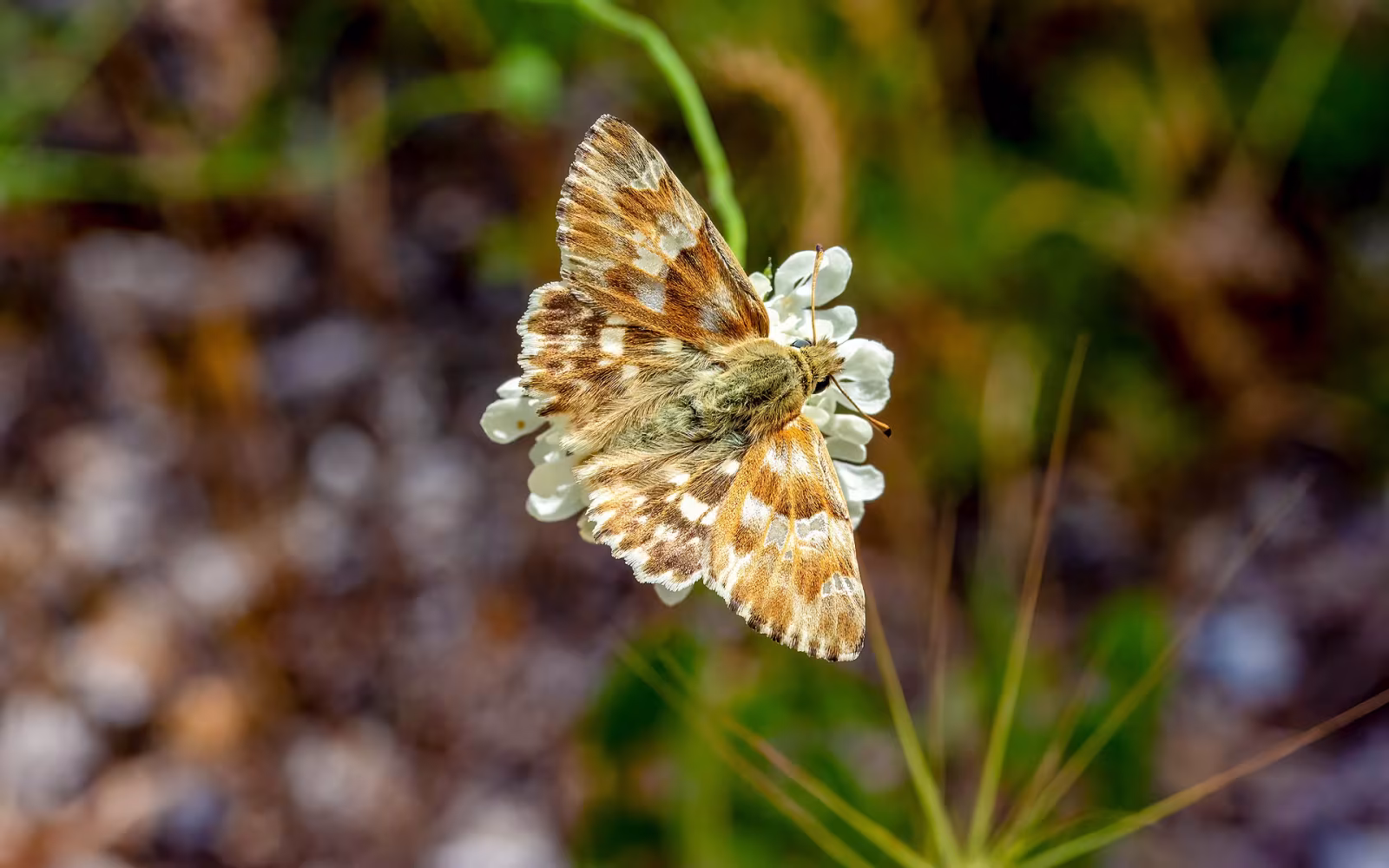 Muschampia lavatherae