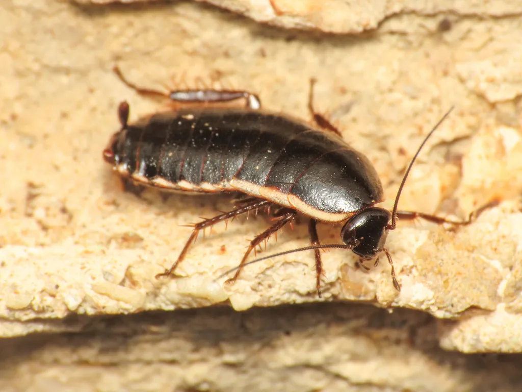 Loboptera decipiens