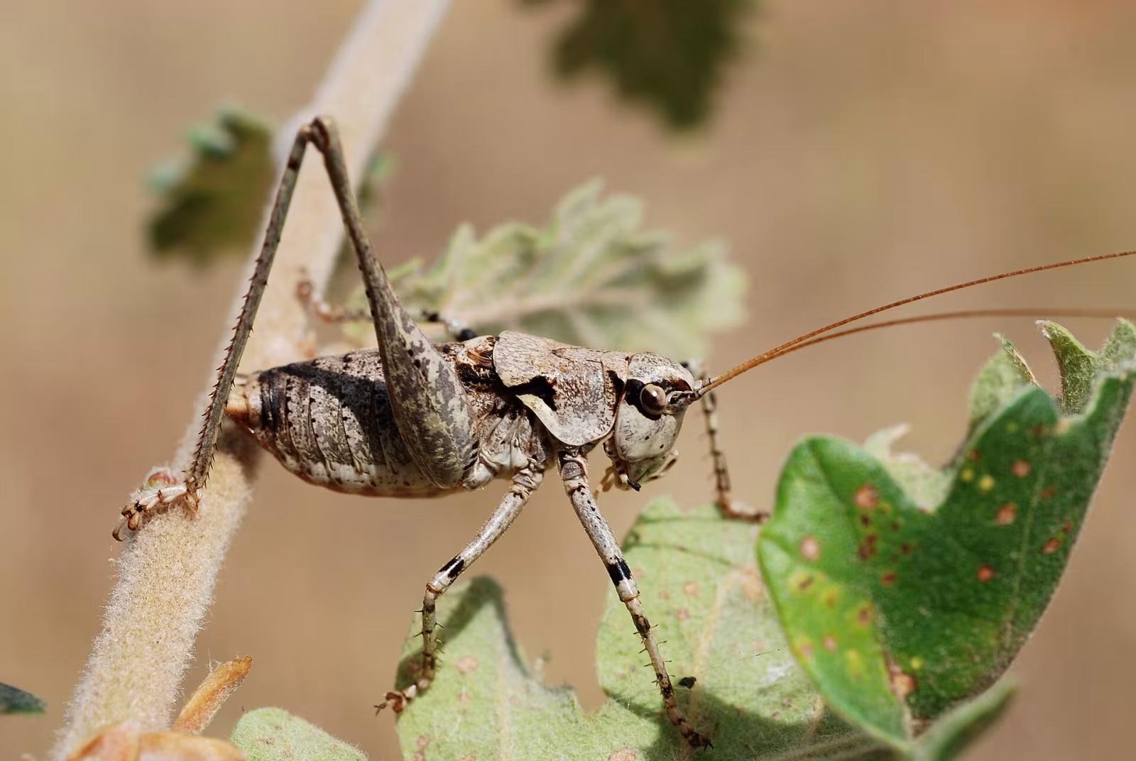 Antaxius pedestris