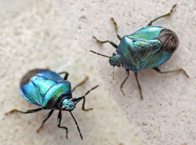 Zicrona caerulea