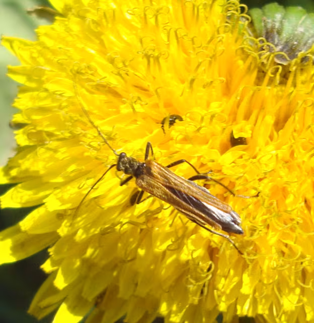 Oedemera femorata