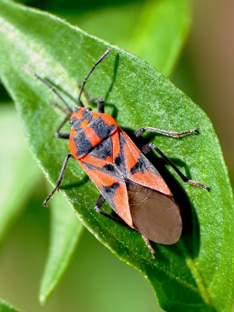 Spilostethus furcula