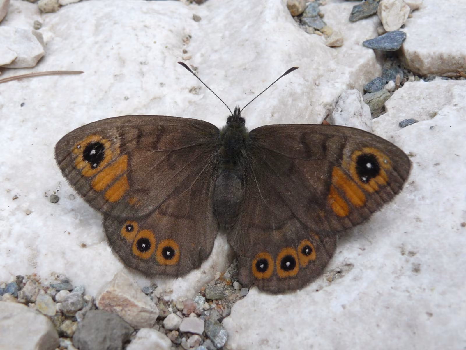 Lasiommata petropolitana