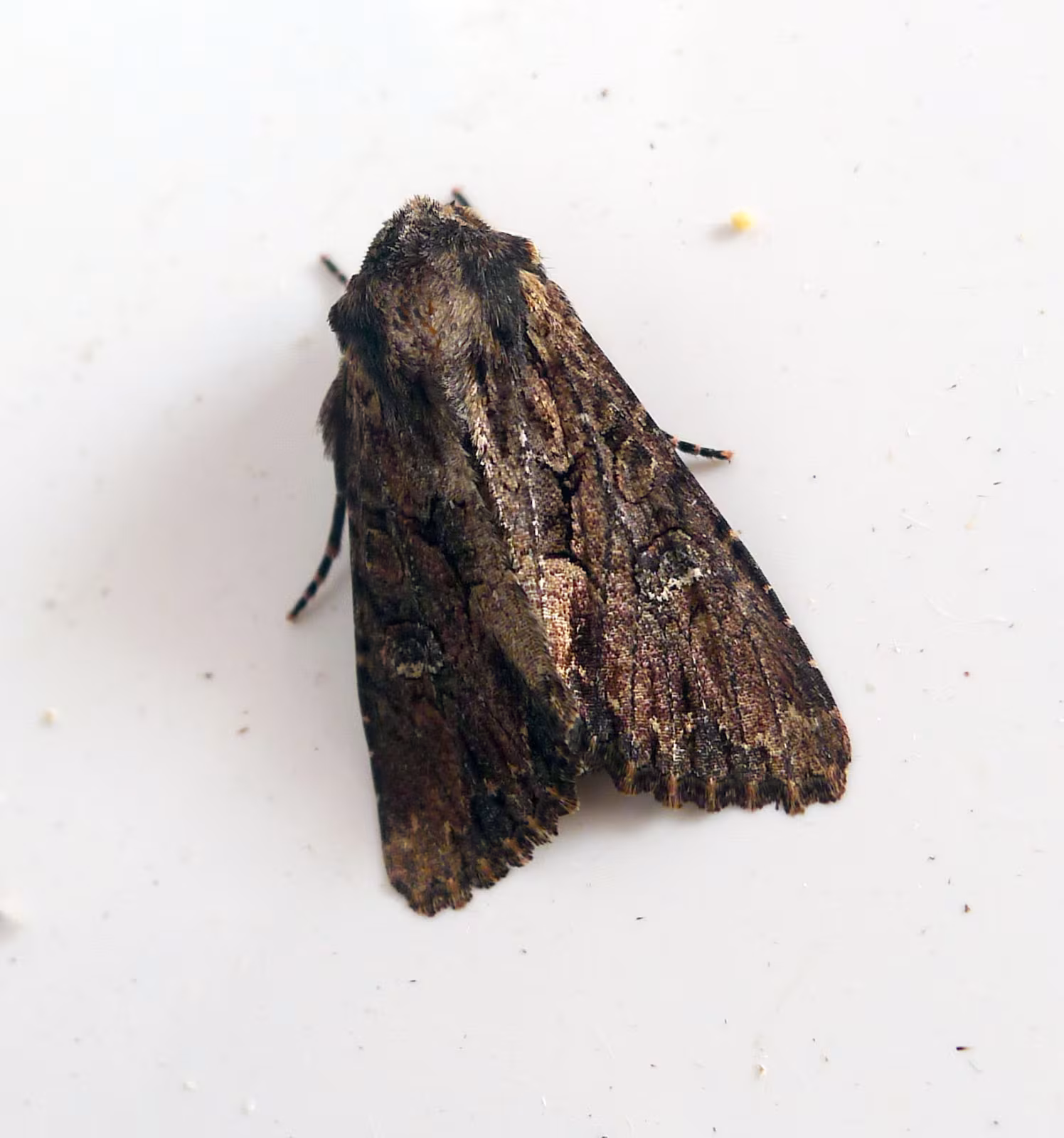Mniotype spinosa