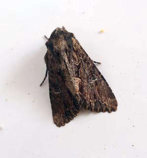 Mniotype spinosa