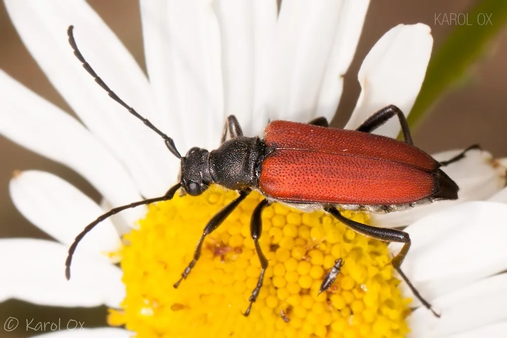 Anastrangalia sanguinolenta