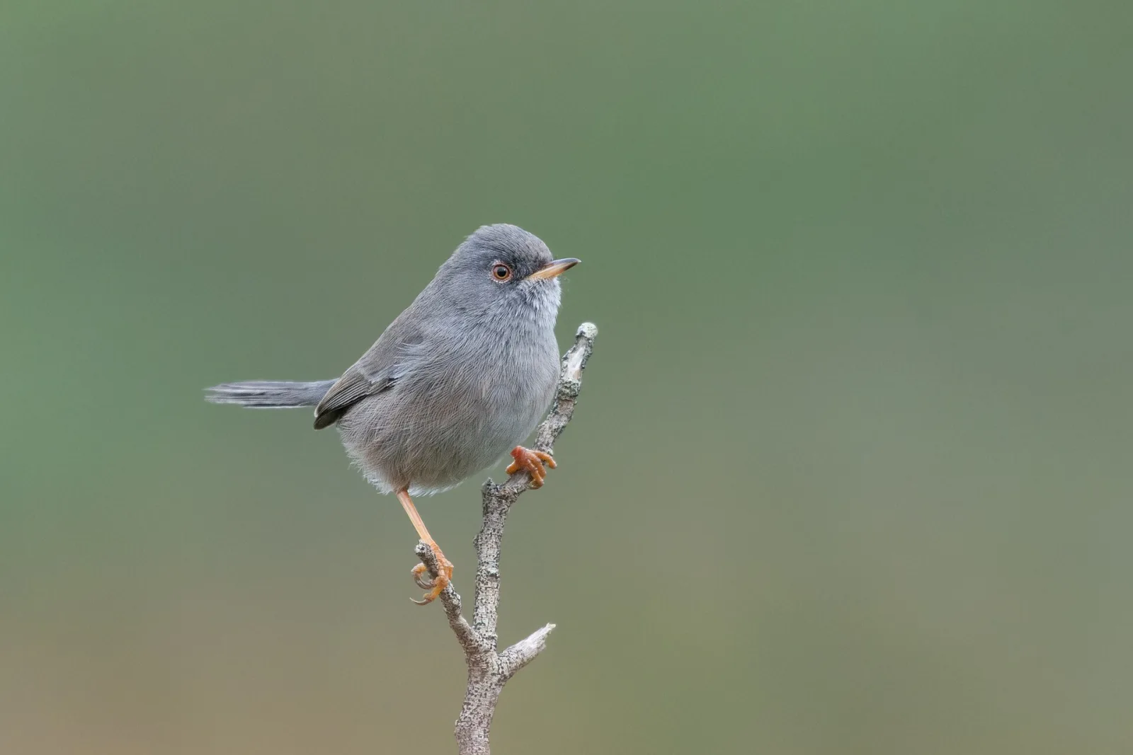 Marmora's Warbler