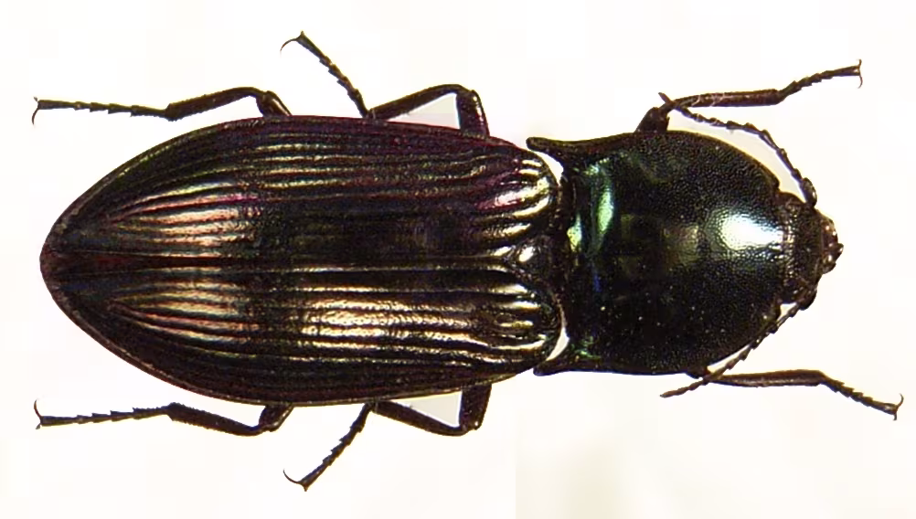 Selatosomus aeneus