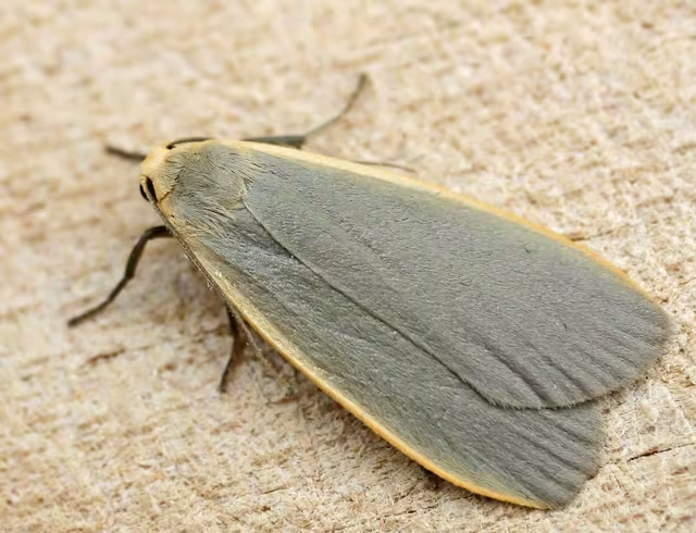 Eilema griseola