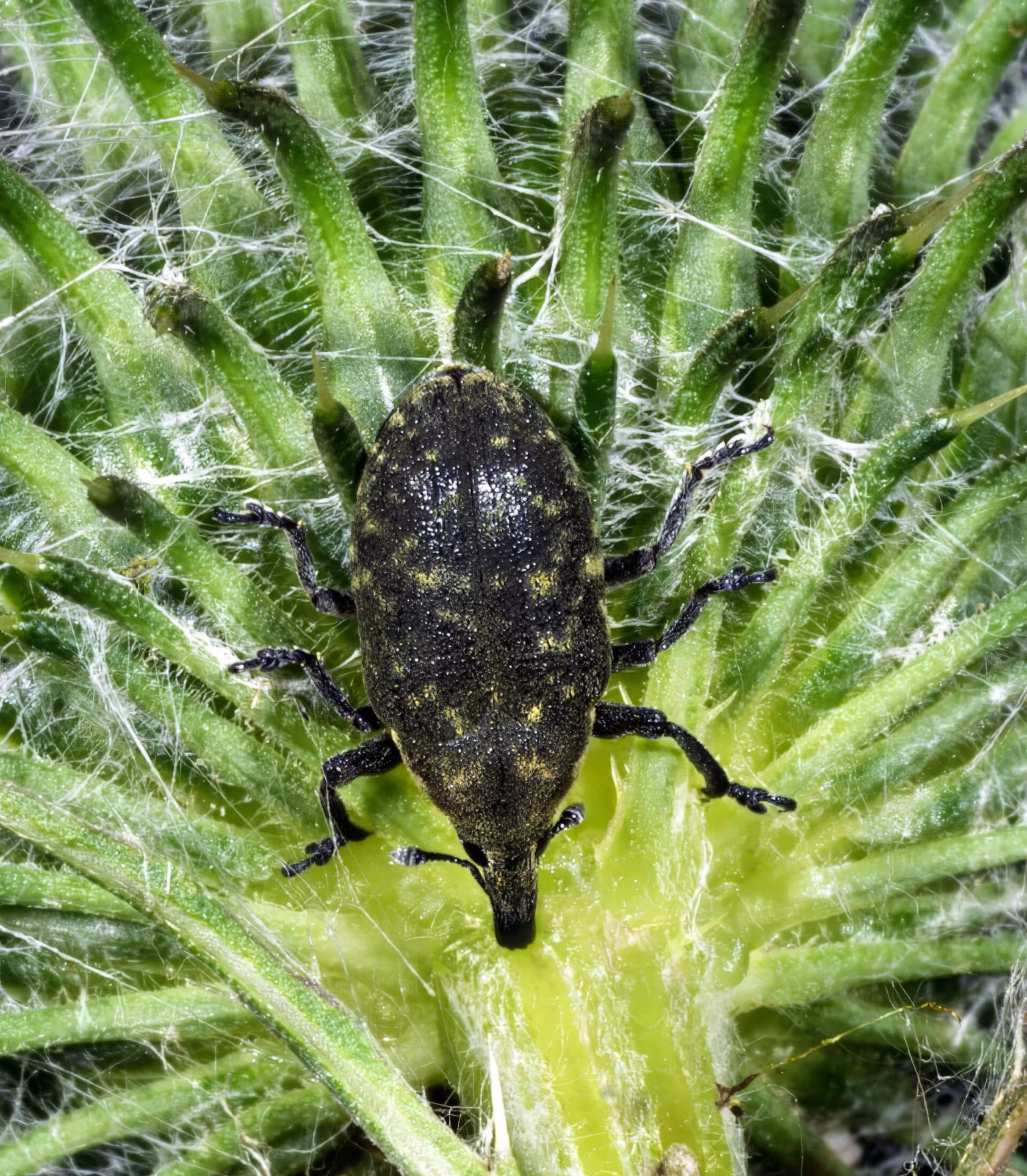 Turbine Cylindrical Weevil